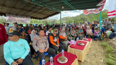 Lomba Barapan Kerbau Meriahkan HUT RI ke-80 di Desa Sekongkang Atas