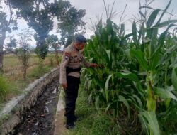 Ketahanan Pangan Dimulai dari Desa: Inisiatif Bhabinkamtibmas di Terong Tawah, Labuapi