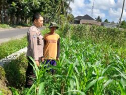 Polsek Kediri Dukung Petani Jagung Desa Gelogor untuk Wujudkan Ketahanan Pangan