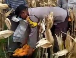 Silaturahmi Bhabinkamtibmas di Karang Anyar: Dorong Petani Jual Jagung ke Bulog