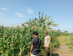 Polsek Pekat Dukung Ketahanan Pangan, Bhabinkamtibmas Dampingi Petani Jagung di Nangakara