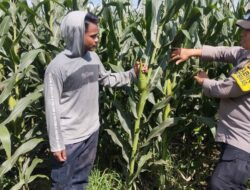BHABINKAMTIBMAS POLSEK KEMPO DUKUNG KETAHANAN PANGAN MELALUI PEMANTAUAN LAHAN JAGUNG