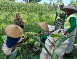 Polsek Labuapi Dukung Ketahanan Pangan Lewat Panen Jagung di Dusun Jerneng