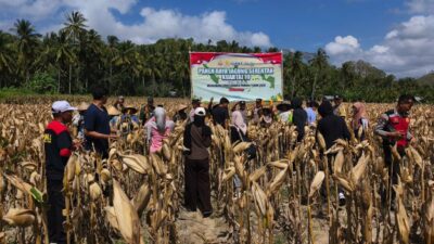 Polsek Sekotong Gelar Panen Raya Jagung Serentak di Desa Pelangan