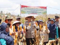 Polres Bima Kota Gelar Panen Raya Jagung Serentak Kuartal III di Desa Pesa, Wawo