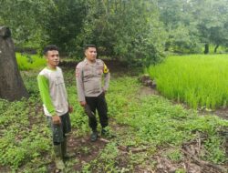 Dukung Program Ketahanan Pangan, Bhabinkamtibmas Desa Karombo Pantau Lahan Jagung Warga