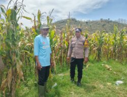 Bhabinkamtibmas Desa Banggo Polsek Manggelewa Dukung Petani Jagung Wujudkan Ketahanan Pangan Nasional