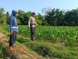 Dukung Ketahanan Pangan Nasional, Bhabinkamtibmas Tarusa Cek Kondisi Tanaman Jagung Petani