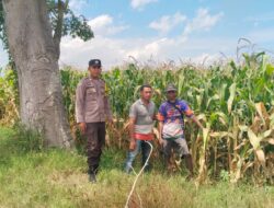 Bhabinkamtibmas Desa Mumbu Polsek Woja Polres Dompu Dampingi Petani Jagung Dukung Program Ketahanan Pangan Nasional