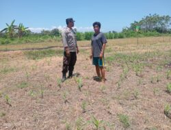 TAK HANYA JAGA KAMTIBMAS, BRIPKA WAWAN IKUT KAWAL KETAHANAN PANGAN DI LAHAN JAGUNG WARGA DUKUNG PROGRAM KETAHANAN PANGAN NASIONAL.