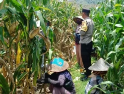 Panen Jagung di Lombok Barat Dikawal Polisi, Hasilnya Meningkat Tajam