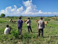 dukung program pemerintah di bidang kesehatan dan ketertiban hewan, Bhabinkamtibmas Desa Talonang laksanakan pendampingan kegiatan vaksinasi dan registrasi hewan ternak