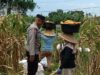 Sinergi Panen Jagung di Babussalam: Bhabinkamtibmas Hadir Amankan dan Dukung Petani