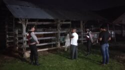 Polsek Sekotong Gencarkan KRYD, Kandang Sapi Jadi Prioritas Patroli Dini Hari