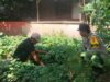 Bhabinkamtibmas Desa Mantun Dampingi Warga Kelola Pekarangan Pangan Bergizi, Dorong Kemandirian Pangan Masyarakat