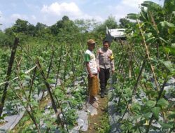 Bhabinkamtibmas Lombok Barat Dorong Warga Manfaatkan Pekarangan Jadi Lumbung Pangan