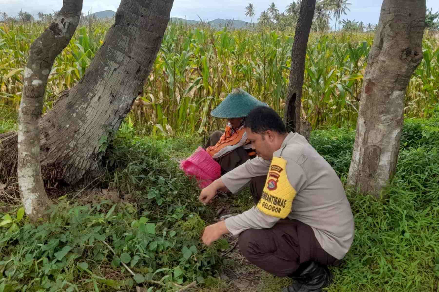 Sinergi Polri dan Petani, Jaga Stabilitas Pangan di Lombok Barat