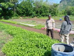 Dukung ketahanan pangan, Polres Sumbawa Barat Dorong Bhabinkmatibmas Aktif monitor dan dampingi warga Binaan