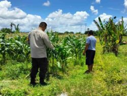 Dukung Ketahanan Pangan, Bhabin Labuapi Ajak Petani Jagung Jual ke Bulog
