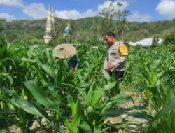 Polsek Gerung Kawal Ketahanan Pangan di Suka Makmur