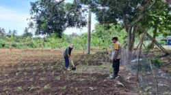Polsek Sekotong Dampingi Petani Optimalkan Lahan Pangan
