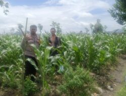 Polsek Gerung Dorong Ketahanan Pangan di Desa Beleka