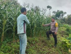Bhabinkamtibmas Desa Janapria Laksanakan DDS dan Pengecekan Tanaman Jagung Warga