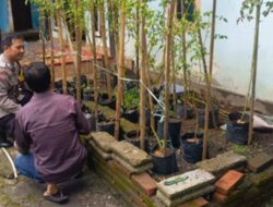 Kemandirian Pangan: Bhabinkamtibmas Tinjau Kebun Tomat Warga Perampuan