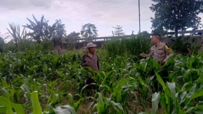 Kapolsek Labuapi Pantau Pemanfaatan Lahan Produktif di Lombok Barat