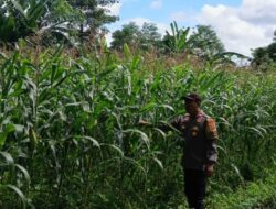 Bhabinkamtibmas Pantau Lahan Jagung Hibrida di Labuapi