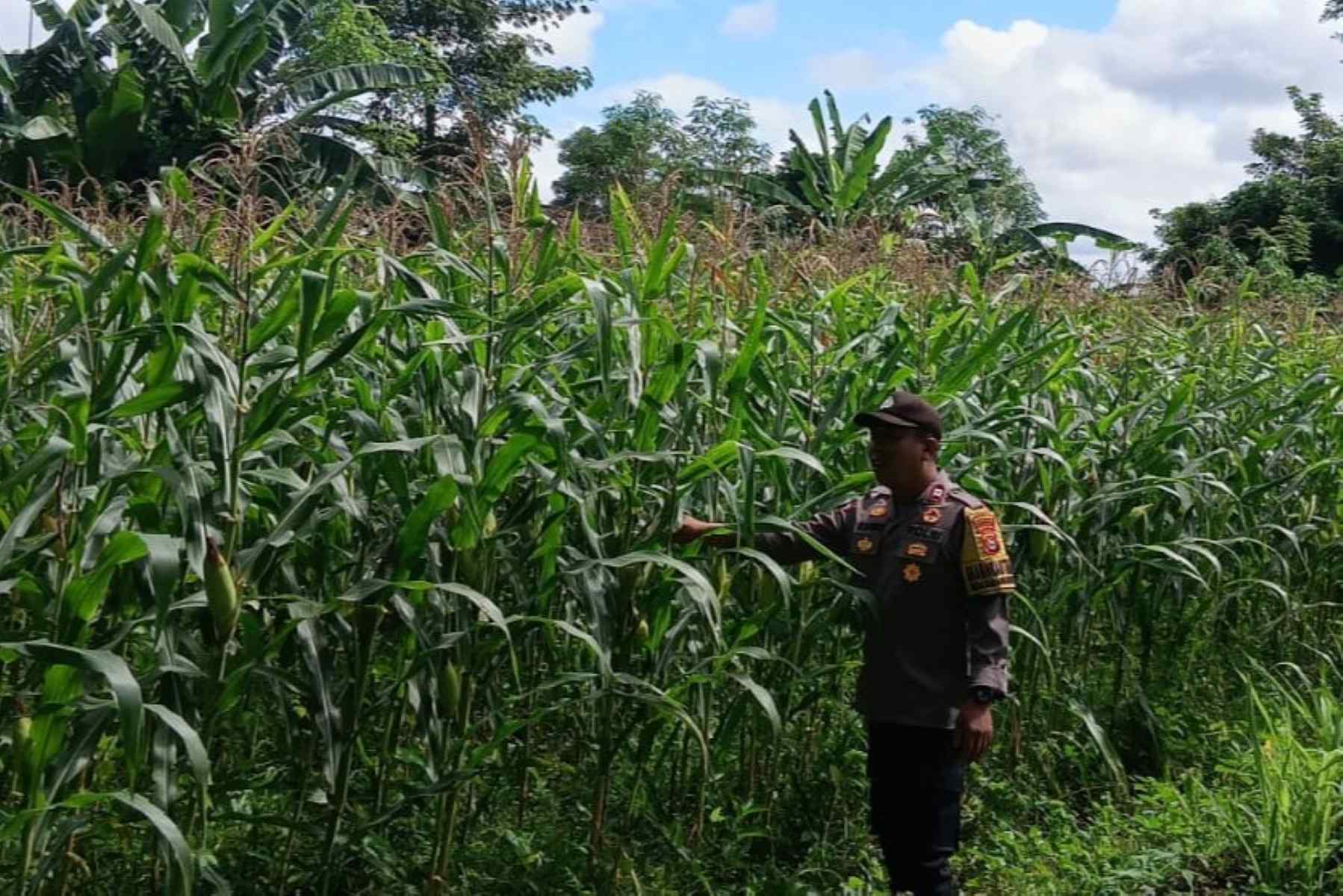 Polri Dampingi Petani Jagung Karang Bongkot Lombok Barat