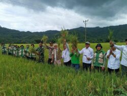 Dukung Swasembada Pangan, Kapolsek Monta Hadiri Panen Raya Padi di Desa Simpasai