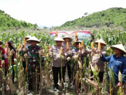 Polres Sumbawa Barat Laksanakan Panen Raya Jagung Serentak Kuartal I Tahun 2026