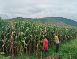 Bhabinkamtibmas Desa Mumbu Lakukan Pengecekan Lahan Jagung Binaan Kapolres Dompu