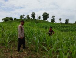 Bhabinkamtibmas Polsek Hu’u Pantau Lahan Jagung Warga Dukung Ketahanan Pangan Nasional menuju Indonesia Emas 2045