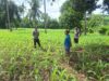Dukung Asta Cita, Polsek Rhee Dampingi Petani Jagung dan Dorong Pemanfaatan Lahan Pekarangan