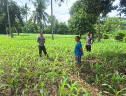 Dukung Asta Cita, Polsek Rhee Dampingi Petani Jagung dan Dorong Pemanfaatan Lahan Pekarangan