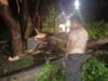Pohon Tumbang di Batulayar, Polisi Gerak Cepat Sterilisasi Jalan