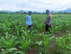 Polsek Pajo Laksanakan Pemantauan Lahan Jagung Warga Binaan Dukung Program Ketahanan Pangan Nasional