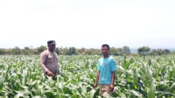 BHABINKAMTIBMAS DESA SORITATANGA PANTAU LAHAN JAGUNG WARGA DUKUNG KETAHANAN PANGAN NASIONAL