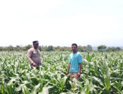 BHABINKAMTIBMAS DESA SORITATANGA PANTAU LAHAN JAGUNG WARGA DUKUNG KETAHANAN PANGAN NASIONAL