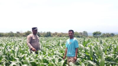 BHABINKAMTIBMAS DESA SORITATANGA PANTAU LAHAN JAGUNG WARGA DUKUNG KETAHANAN PANGAN NASIONAL