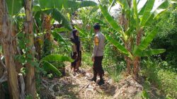 Bhabinkamtibmas Desa Pamanto Motivasi Warga Wujudkan Ketahanan Pangan Mandiri