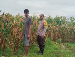 Bhabinkamtibmas Desa Mumbu Laksanakan Pengecekan Lahan Jagung Dukung Ketahanan Pangan