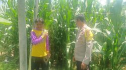 Polres Dompu Dukung Ketahanan Pangan Nasional, Bhabinkamtibmas Pantau Lahan Jagung Warga di Kecamatan Hu’u