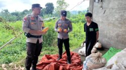 Bhabinkamtibmas Polsek Tambora Tinjau Tanaman Jagung Warga Keluhkan Sulitnya Memberantas Hama Tikus