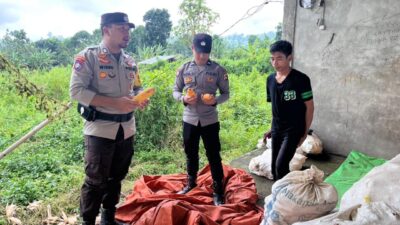 Bhabinkamtibmas Polsek Tambora Tinjau Tanaman Jagung Warga Keluhkan Sulitnya Memberantas Hama Tikus