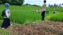 ‎Bhabinkamtibmas Desa Bunut Baok Dampingi Petani, Dukung Ketahanan Pangan Nasional.