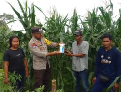 Bhabinkamtibmas Polsek Tambora Monitoring Pertumbuhan Jagung dan Berikan Latihan PBB Bagi Pelajar SDN 02 Labuhan Kananga