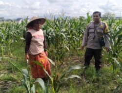Polsek Labuapi Dampingi Petani Jagung Perkuat Ketahanan Pangan